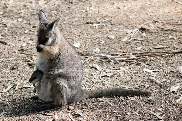 Tammar Wallaby Small Marsupial Grey Coat Tan Arms White Cheek — Stock Photo, Image