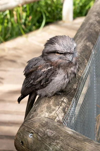 タウニー フログマウスには斑状の灰色 黒と緑の羽のパターンがあり 枯れ木の枝を模倣するのに役立ちます 羽は柔らかくてフクロウのように — ストック写真