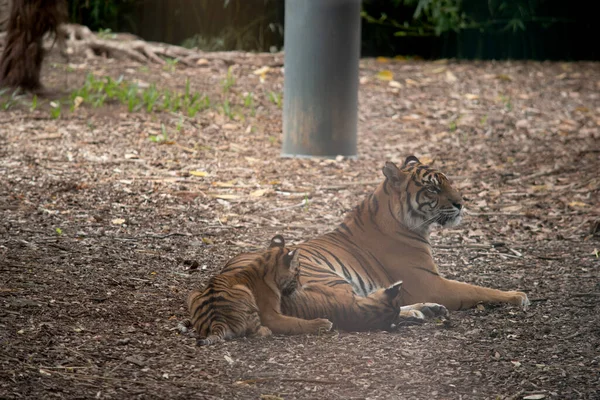 Tygři Mají Srst Červenooranžové Srsti Tmavými Pruhy Tygr Největší Divoká — Stock fotografie