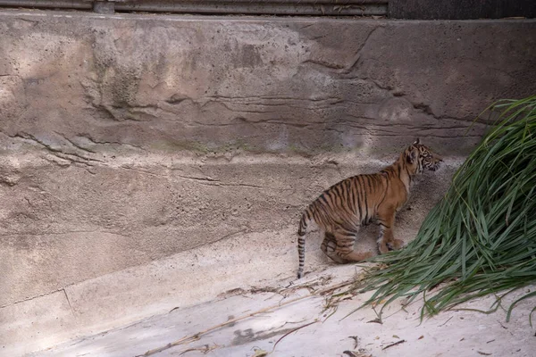 Tygří Mláďata Rodí Všemi Prýmky Pijí Mateřské Mléko Dokud Jim — Stock fotografie