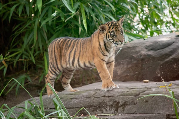 Tiger cubs are born small, blind, and weak. They\'re born with all their stripes and drink their mother\'s milk until they are six months old and then only eat meat.