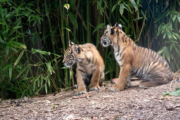 Tygří Mláďata Rodí Malá Slepá Slabá Narodí Všemi Pruhy Pijí — Stock fotografie