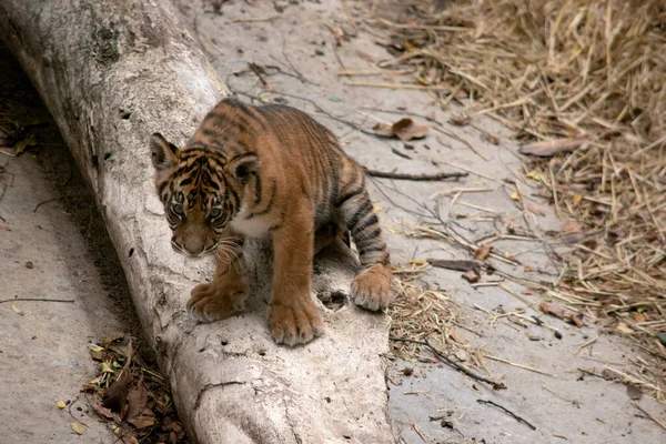 Tiger cubs are born small, blind, and weak. They\'re born with all their stripes and drink their mother\'s milk until they are six months old