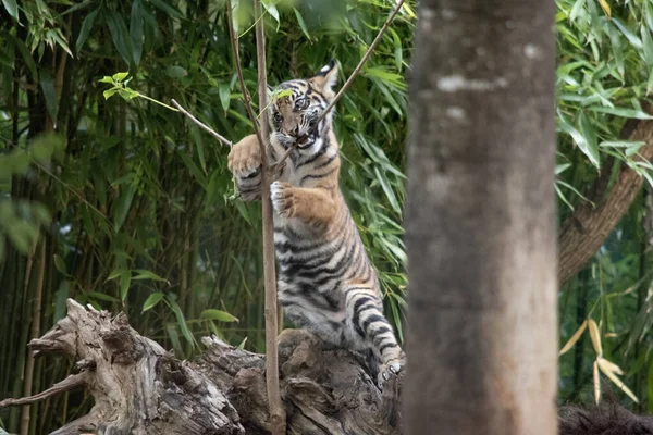 Tygří Mláďata Rodí Malá Slepá Slabá Narodí Všemi Pruhy Pijí — Stock fotografie