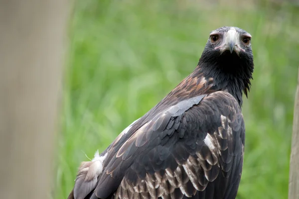 Den Kil Tailed Eagle Mörk Brun Svart Färg Näbben Kil — Stockfoto