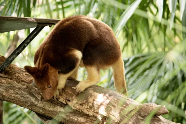 Ağaç Kangurusu Ağaçlara Tırmanabilen Tek Kangurudur Küçük Bir Ayıya Benziyor — Stok fotoğraf