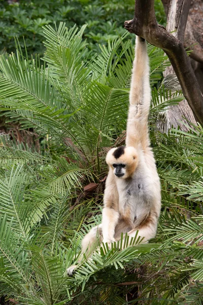 Female White Cheeked Gibbon Golden Color Black Face Crest — Stock Photo, Image