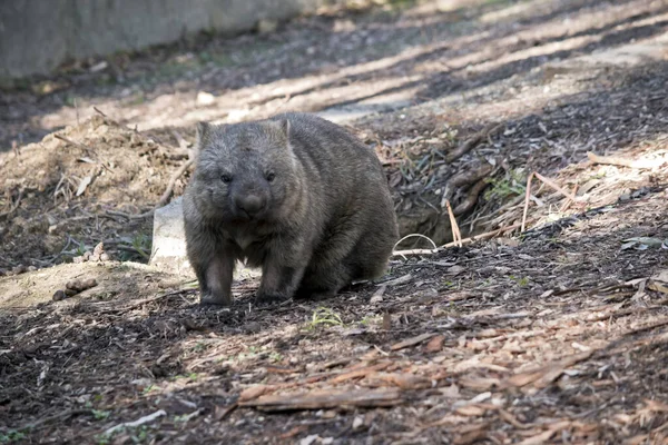 Wombat Común Camina Patas Como Perro — Foto de Stock