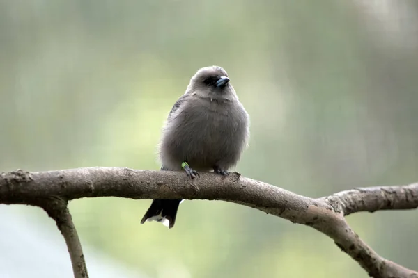 Golondrina Pequeño Pájaro Gris Esponjoso —  Fotos de Stock