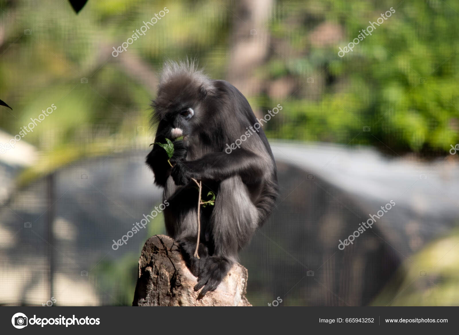 Monkey Monos Color Blanco Los Monos Hoja Oscuro Son Generalmente