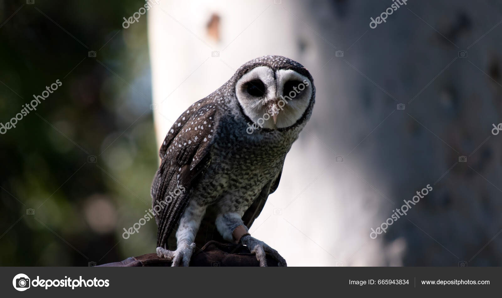 푸르티 올빼미는 얼굴에 가지고 그리고 — 스톡 사진 © ozflash #665943834, image size:1600x951