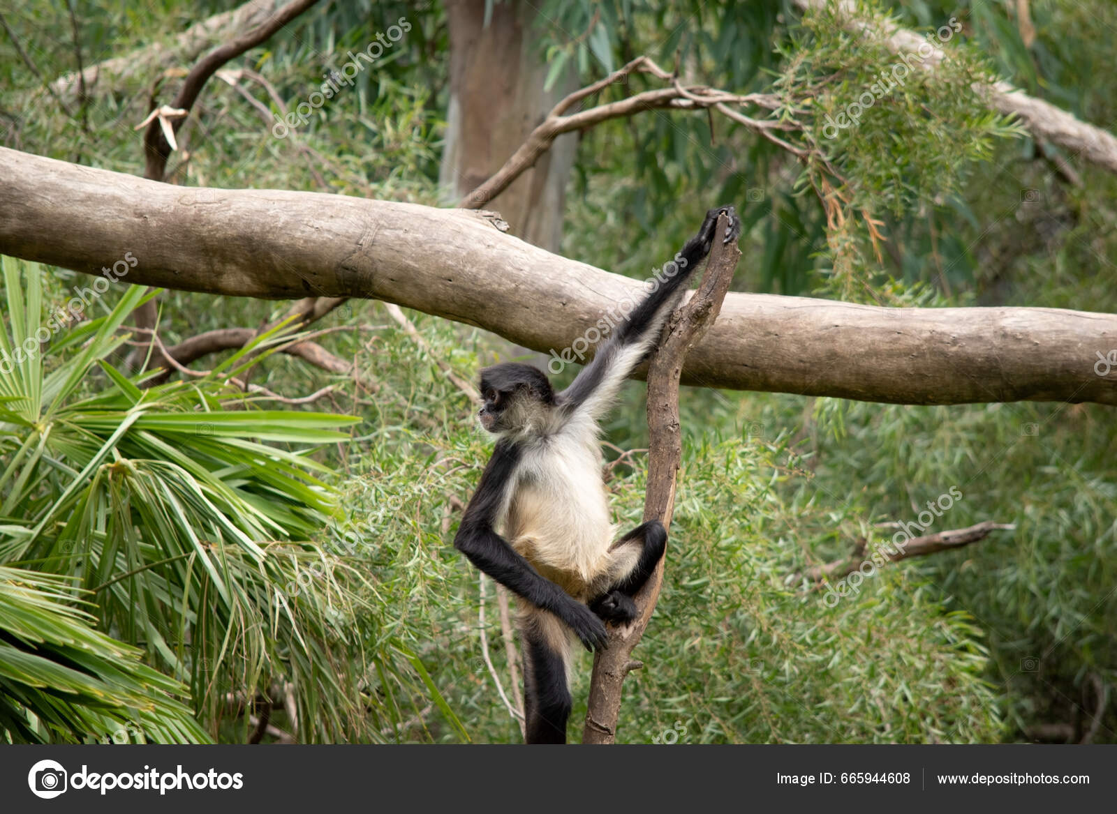 Foto de Preto Macacoaranha e mais fotos de stock de Macaco-aranha