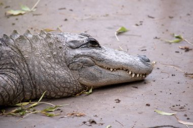 Timsahların sonunda burun deliklerine bakan uzun, yuvarlak bir burnu vardır. Timsahların burun deliklerinin sonunda yukarı bakan uzun, yuvarlak bir burnu vardır..