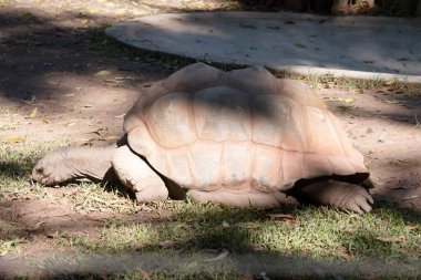 Aldabra Kaplumbağaları dünyanın en büyük kara kaplumbağalarından biridir.
