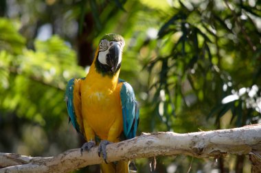 Mavi ve altın papağanın arka ve üst kuyruk tüyleri parlak mavidir; kuyruğun alt kısmı zeytin sarısıdır..
