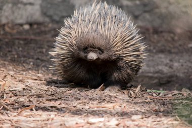 Kısa burunlu olanın sert pençeli ayakları ve kahverengimsi bir vücudun üst kısmında dikenleri vardır. Burun dardır ve ağız küçüktür. Termitler ve karıncalar ile beslenmek için uzun ve yapışkan bir dilleri vardır..