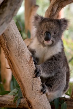 Koala 'nın büyük yuvarlak bir kafası, büyük tüylü kulakları ve büyük siyah bir burnu var. Kürkleri genellikle gri-kahverengidir. Göğsünde, iç kollarında, kulaklarında ve altında beyaz kürkleri vardır..