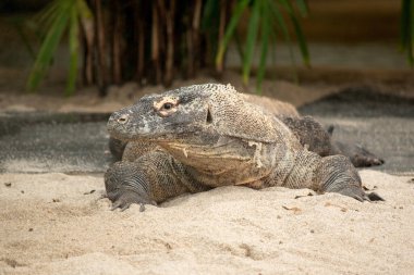 Komodo ejderhaları uzun kuyruklu, güçlü ve çevik boyunlu ve güçlü uzuvları olan büyük kertenkelelerdir. Yetişkinler, belirgin, büyük pulları olan neredeyse tek tip taştan bir renktir..