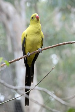 Erkek Vekil Papağan 'ın kuyruğu ve dış kenarları koyu mavi-siyah olan genel sarı bir görünüşü vardır. Sarı omuz bantları vardır ve küçük kırmızı bir bant kanat ortasından geçer ve sarı alt kanatları vardır. Geri döndü ve iç kanama başladı.