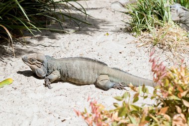 rhinoceros iguanas have large, heavy-bodied lizard with a uniform gray body; males have 3 horn-like protrusions on their head