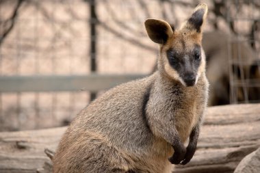 Bataklık valabisinin koyu kahverengi kürkü vardır ve genellikle göbeğinde, göğsünde ve kulaklarının dibinde paslı lekeler bulunur..