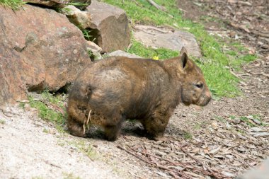 Güneyli kıllı burunlu wombat kahverengidir