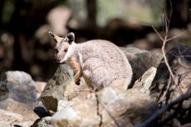 Sarı ayaklı kaya valabisi, gri renkten gri renge, açık renge boyanmış, siyah orta sırt çizgisi baş tacından arkaya doğru uzanır..