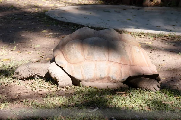 Tartarugas Aldabras São Uma Das Maiores Tartarugas Terrestres Mundo — Fotografia de Stock