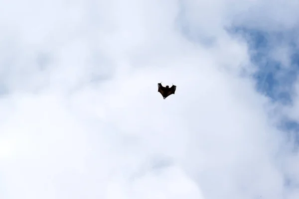 Летучие Мыши Единственные Млекопитающие Способные Летать Вместо Рук Рук Крылья — стоковое фото