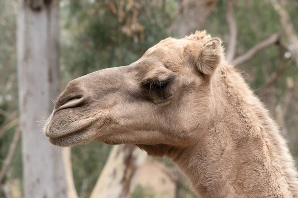 Kamele Sind Säugetiere Mit Braunen Augen Langen Wimpern Einer Großlippigen — Stockfoto