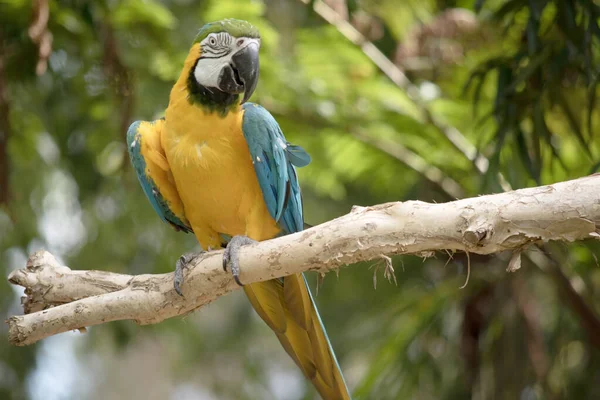 Back Upper Tail Feathers Blue Gold Macaw Brilliant Blue Underside — Stock Photo, Image