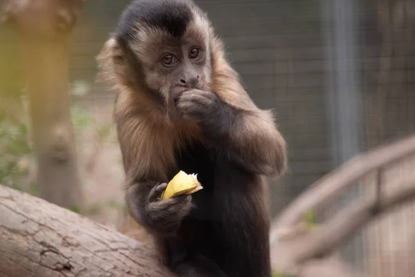 Capuchinho Marrom Tem Pele Marrom Grossa Com Uma Cunha Escura — Fotografia de Stock