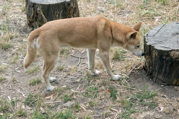 Dingo Zijn Van Nature Mager Als Een Hazewindhond Met Grote — Stockfoto