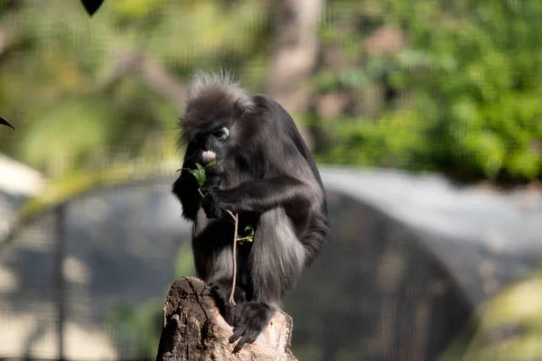 Tmavé Listí Opice Jsou Obvykle Šedé Barvy Mají Bílé Skvrny — Stock fotografie