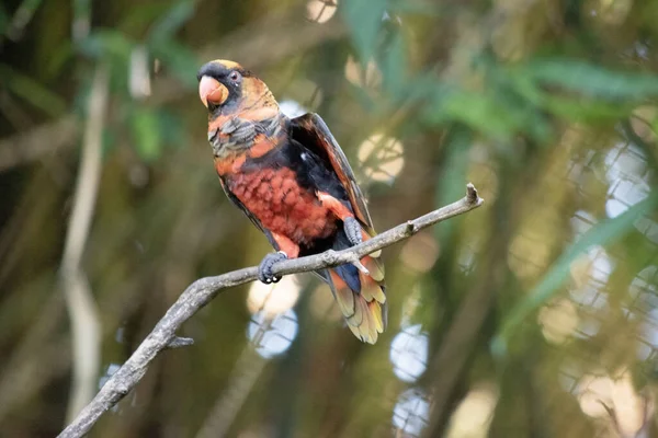 Dusky Lory Has Upper Breast Black Barred Ventral Side Wings — Stock Photo, Image