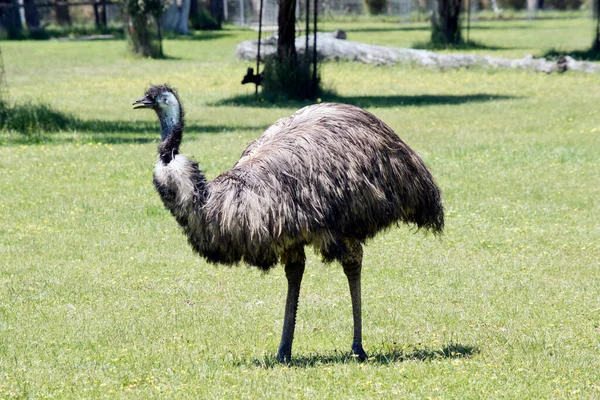 Australian Emu Covered Primitive Feathers Dusky Brown Grey Brown Black — Stock Photo, Image