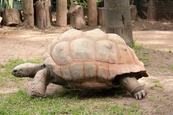 Aldabra Jätte Sköldpaddor Främst Aktiva Tidig Morgon Och Sent Kvällen — Stockfoto