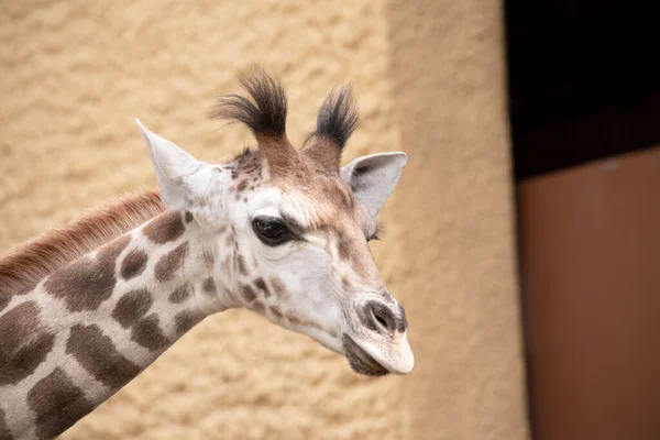 Žirafa Nejvyšší Všech Savců Nohy Krk Jsou Velmi Dlouhé Žirafa — Stock fotografie