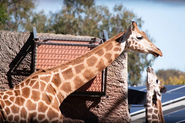 Giraffen Den Högsta Alla Däggdjur Benen Och Nacken Extremt Långa — Stockfoto