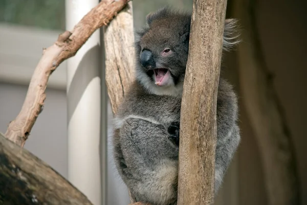 Koala Een Grijs Buideldier Met Witte Pluizige Oren Koala Kunnen — Stockfoto