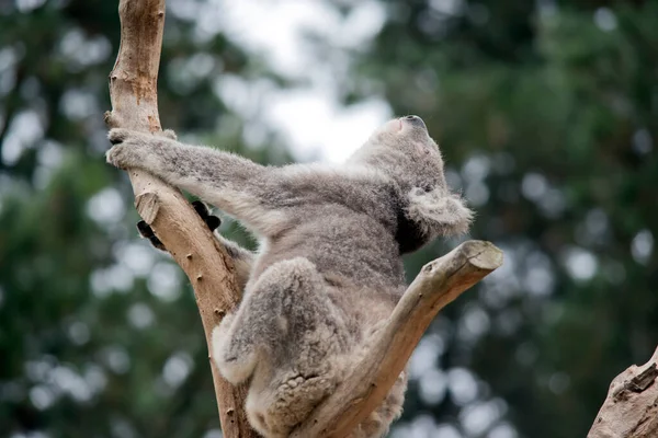 Koala Har Stor Svart Näsa Rosa Underläpp Och Ett Grått — Stockfoto