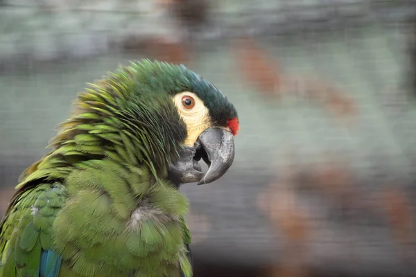 Illerger Aras Sind Typische Große Hell Gefärbte Papageien Mit Langen — Stockfoto