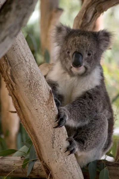 Koala Έχει Ένα Μεγάλο Στρογγυλό Κεφάλι Μεγάλα Τριχωτά Αυτιά Και — Φωτογραφία Αρχείου