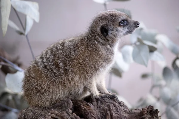 Meerkats Have Dark Patches Eyes Protect Eyes Sun Well Dark — Stock Photo, Image