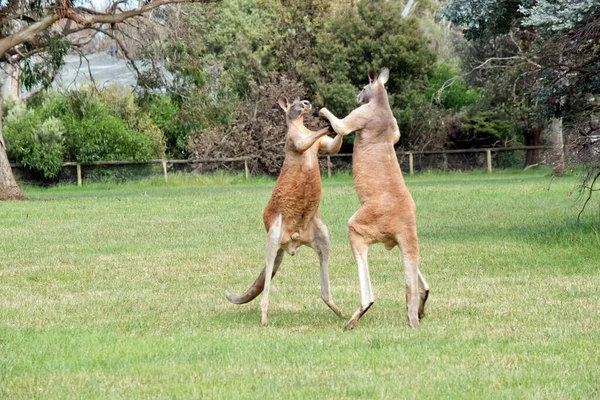 Two Male Red Kangaroos Fighting Dominant Position Mob — Stock Photo, Image