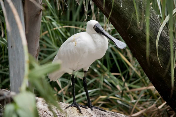 Colher Real Grande Pássaro Marinho Branco Com Uma Nota Preta — Fotografia de Stock