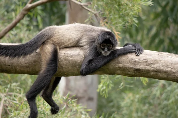 Scimmia Ragno Mani Senza Pollice Questo Primate Ventre Allampanato Può — Foto Stock