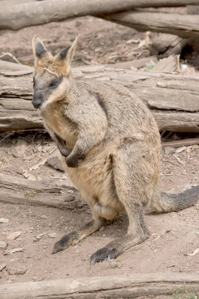 Swamp Wallaby Has Dark Brown Fur Often Lighter Rusty Patches — Stock Photo, Image