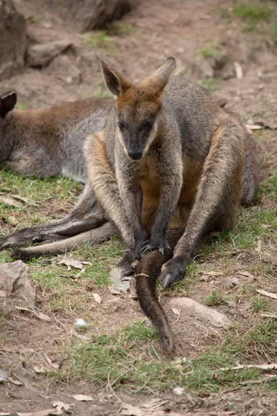 Het Moeras Wallaby Heeft Donkerbruine Vacht Vaak Met Lichtere Roestige — Stockfoto