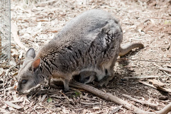 塔马袋鼠是一种小的袋鼠 有灰色的毛和棕褐色的手臂 有白色的脸颊条纹 — 图库照片